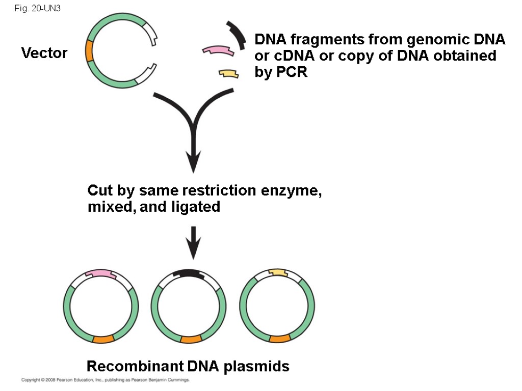 Fig. 20-UN3 Cut by same restriction enzyme, mixed, and ligated DNA fragments from genomic